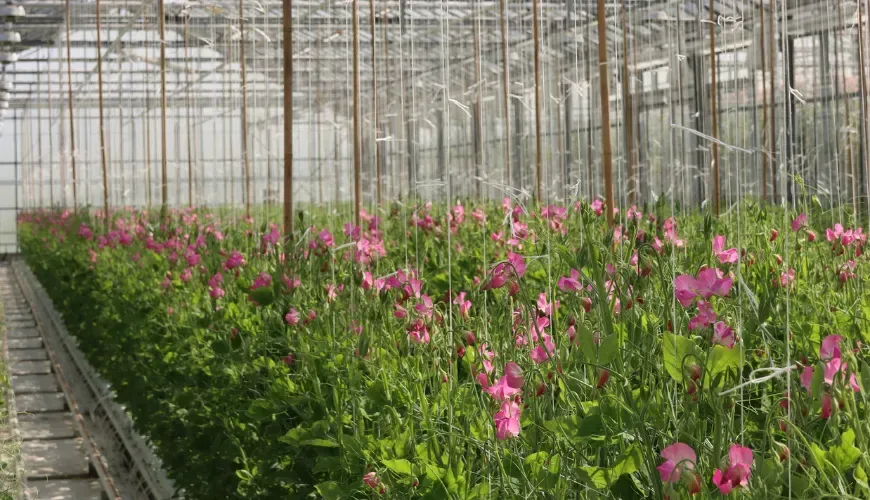 Lathyrus nursery