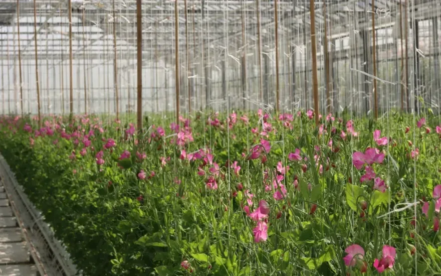 Lathyrus nursery