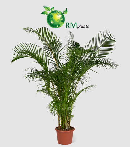 Meet RM Plants