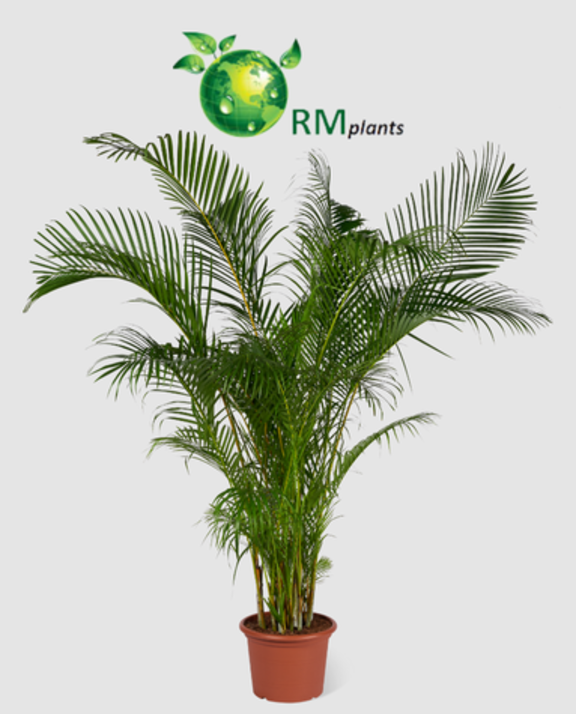Meet RM Plants