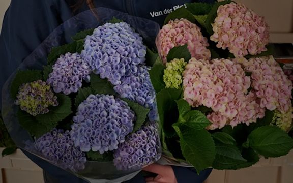 Hydrangeas in purple and pink