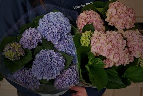 Hydrangeas in purple and pink