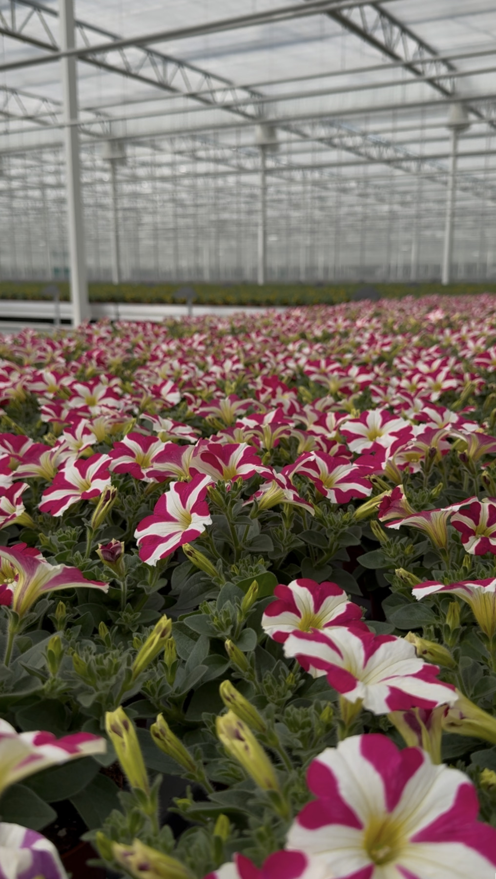 Barevné letničky od Grootscholten