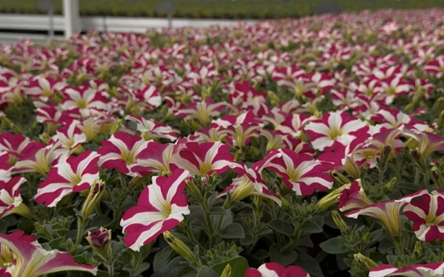 Fargerike sommerblomster fra Grootscholten
