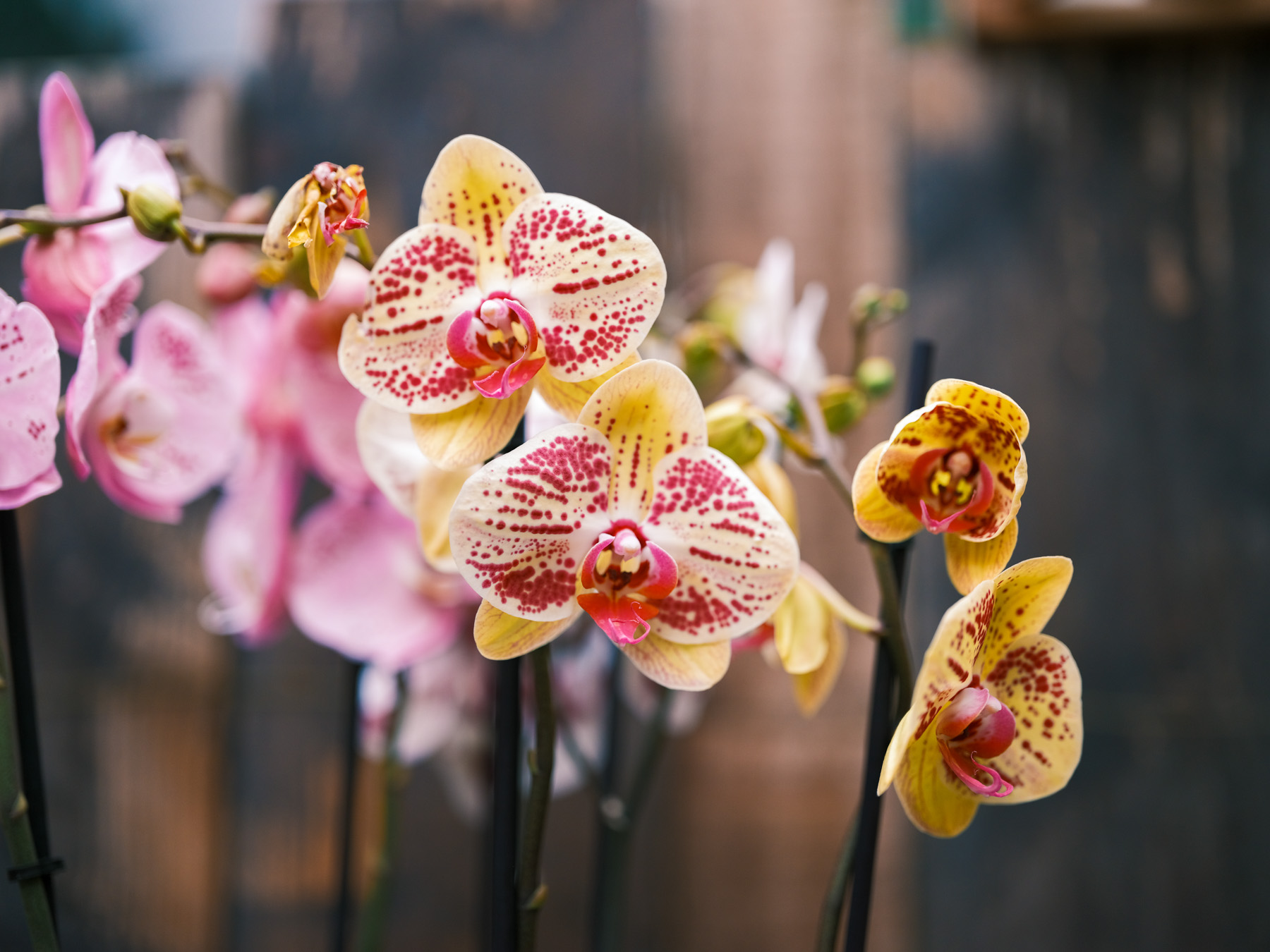 Kerstshoot 24 bewerkt orchidee-verkleind (5)