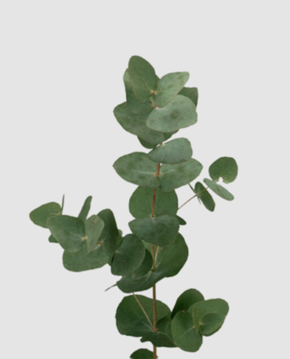 Euca Cinerea 300 Gr Pbs