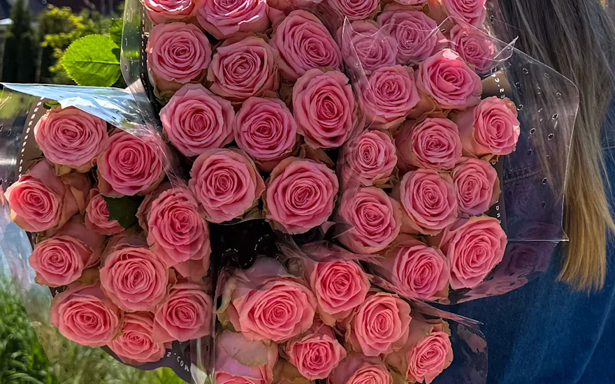 Sophia Loren roses Berg Roses