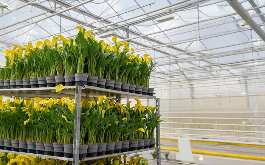 VDP selectie chosen for you