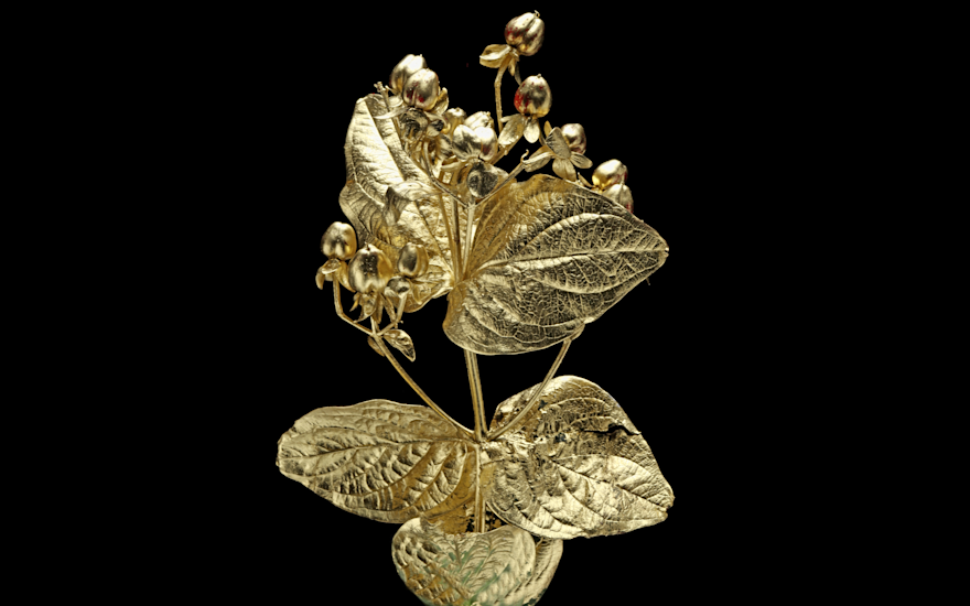 Hypericum