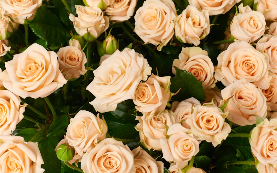 Trosrozen Peach Fuzz