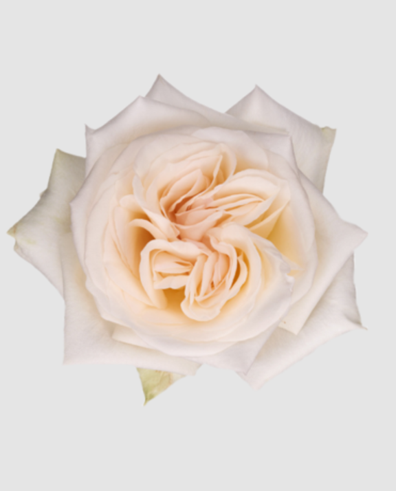 R Gr Garden White O Hara