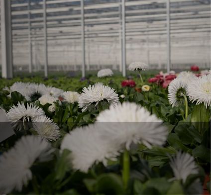 Grootscholten Drivhus krysantemum