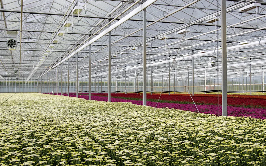 Žluté a růžové chryzantémy