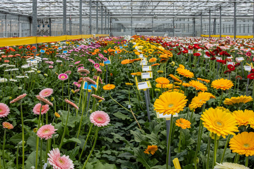 Gerberas of different varieties