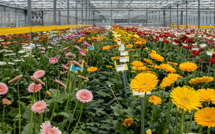 Gerberas of different varieties