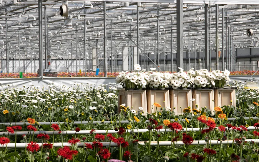 Gerbere raccolte in serra