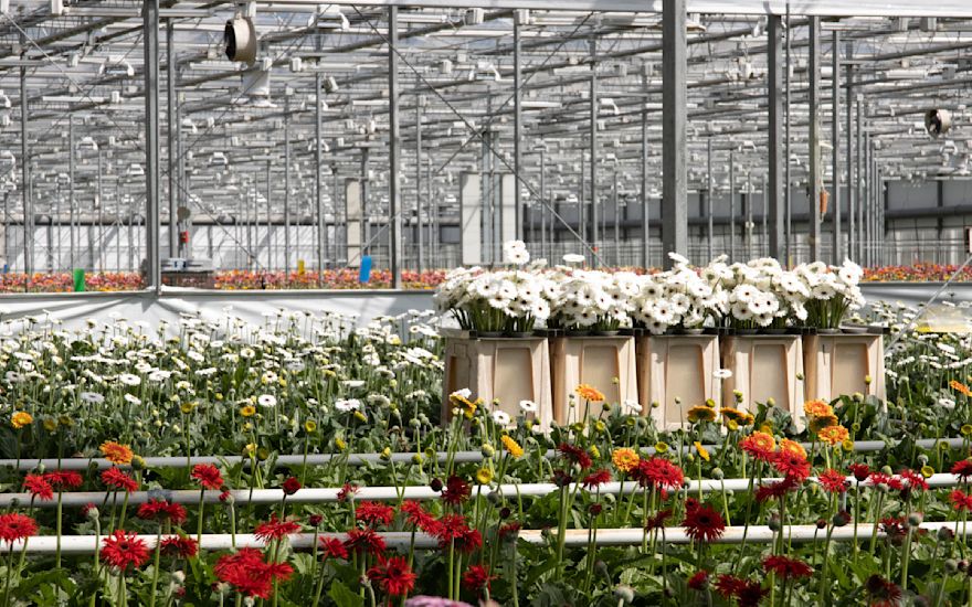 Gerberas direct from the flower wholesaler