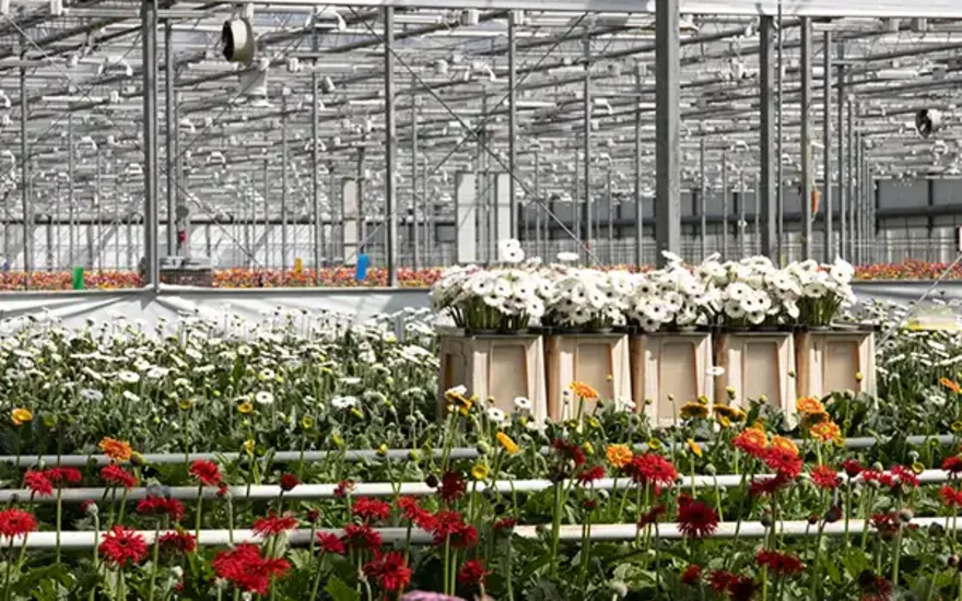 Gerberas im Gewächshaus geerntet