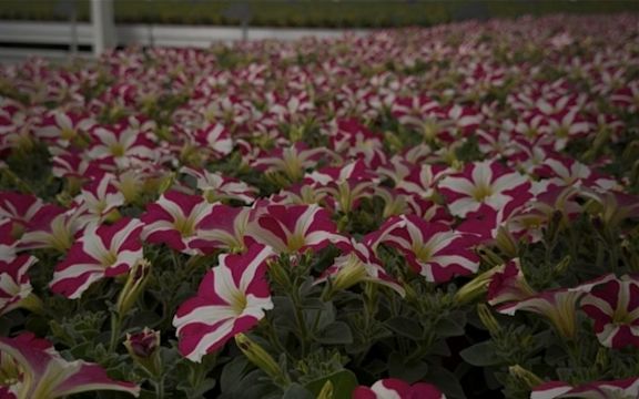 Bedding plants wholesale