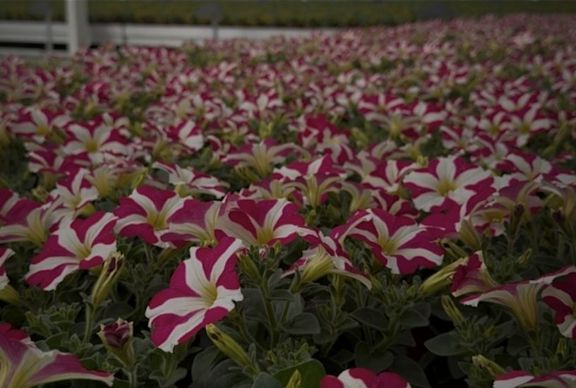 Bedding plants wholesale