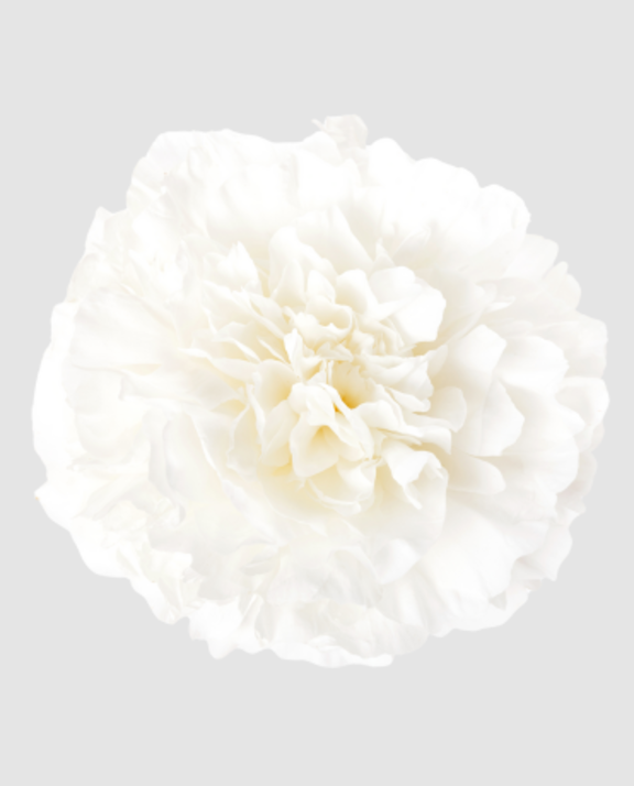 Paeo Bowl Of Cream White