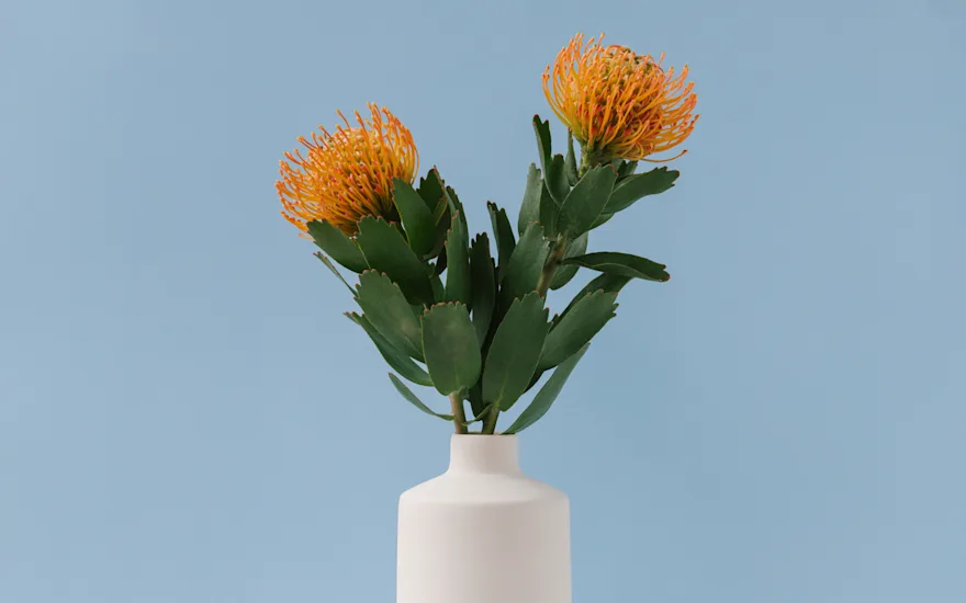 Leucospermum Soleil en Succession