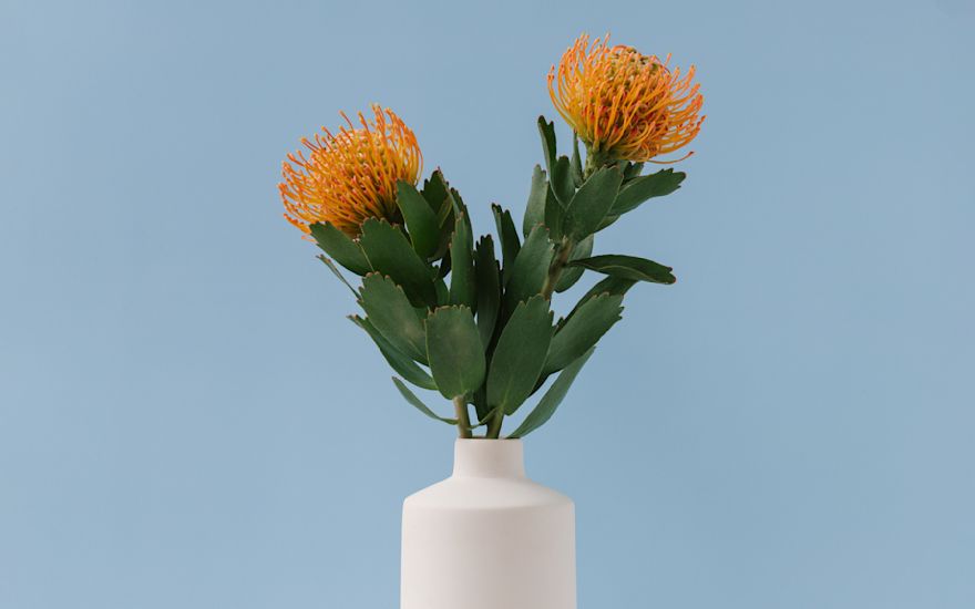 Leucospermum Soleil en Succession