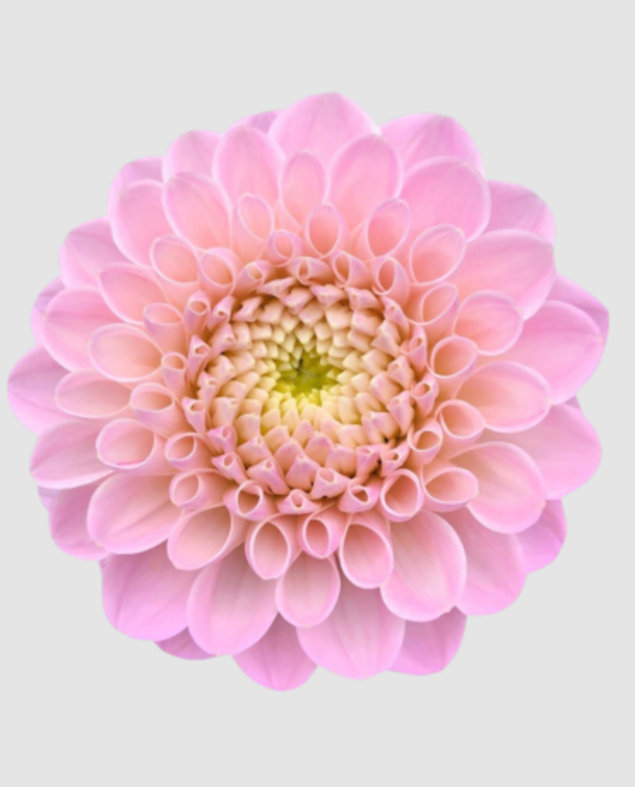 Dahl Ball Wizz Of Oz