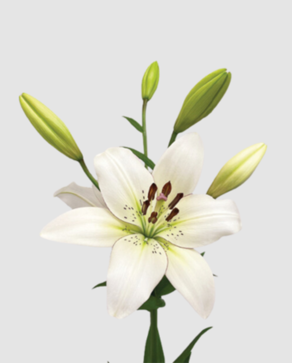 Li La Eyeliner Extra 4+