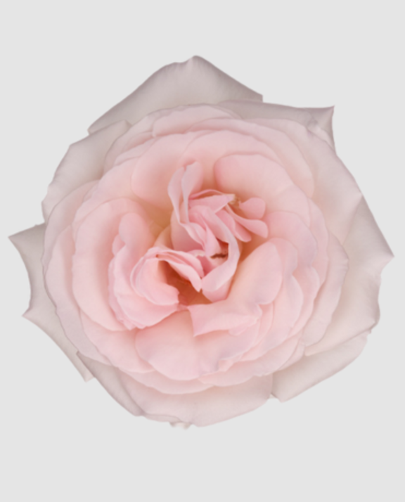 R Gr Garden Pr Jardenier