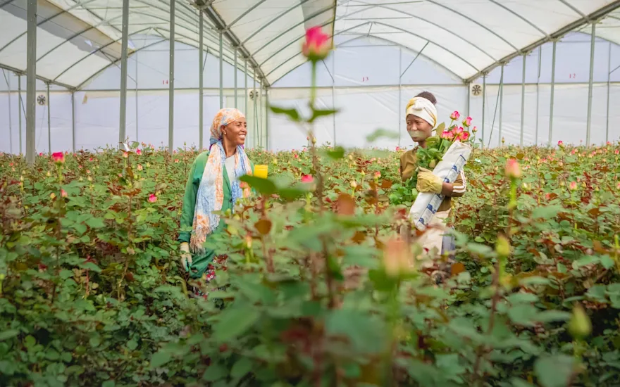 Rozenteelt in Ethiopië