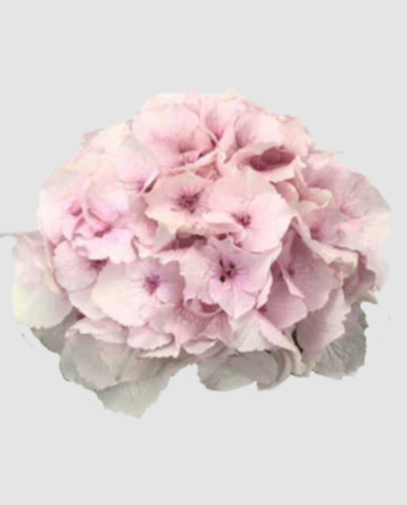 Hydr M Magical Emerald