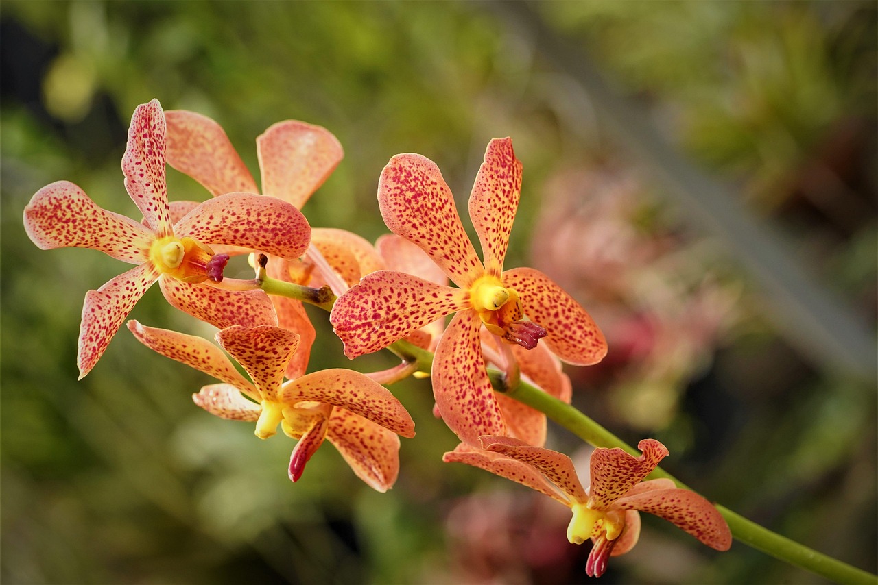 Orchidee arancioni da vicino