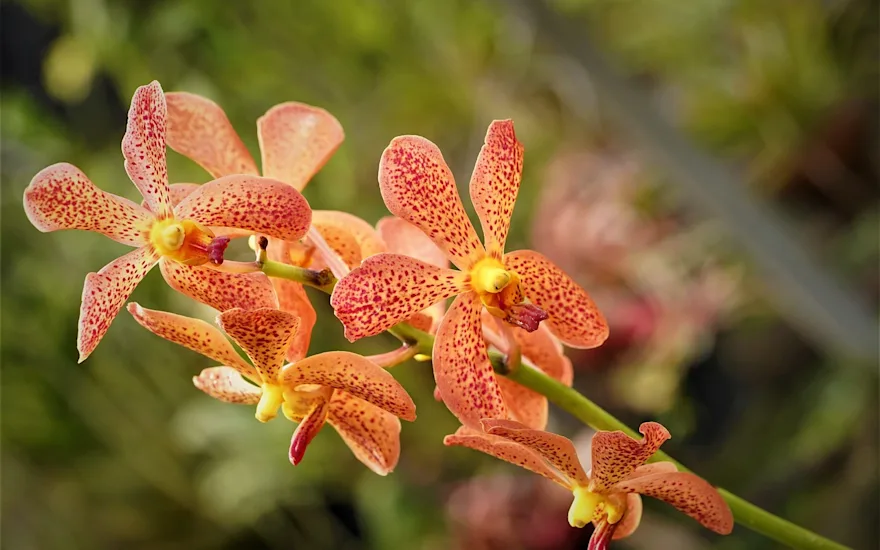 Oranžové orchideje zblízka