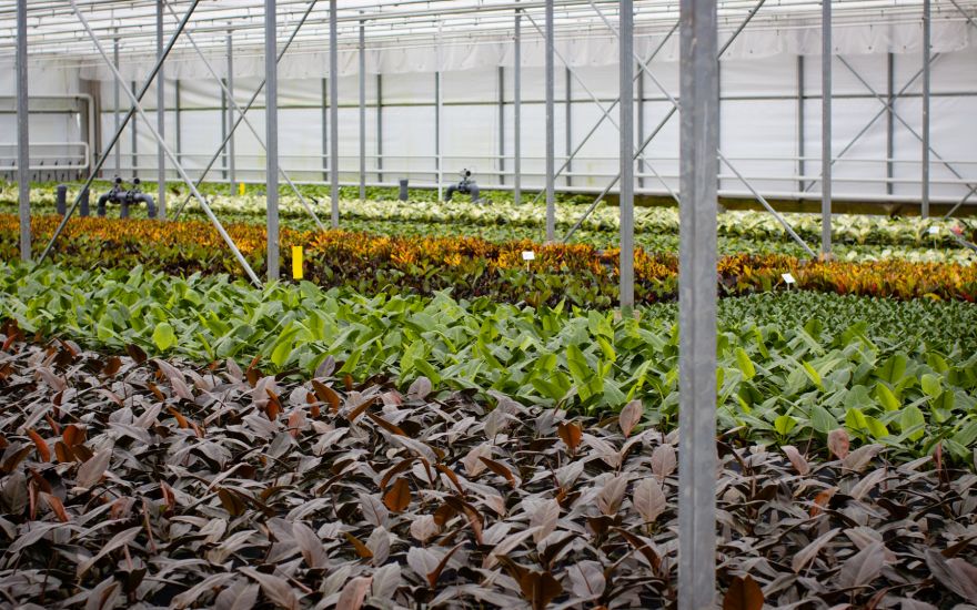 Van der Plas house plants Jogrow-7