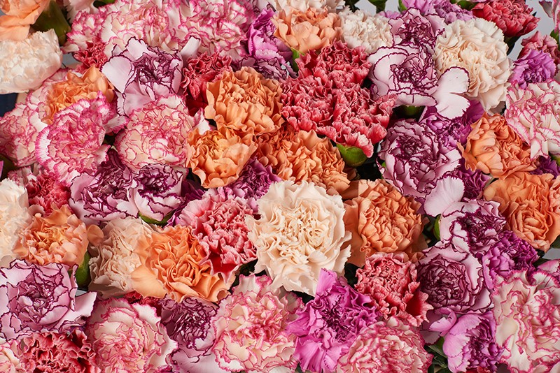 Anjer details roze-oranje website B 0624