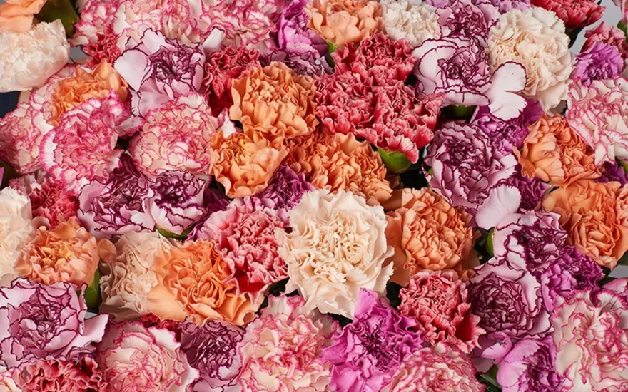 Anjer details roze-oranje website B 0624