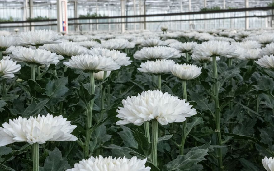 Zentoo Chrysanten