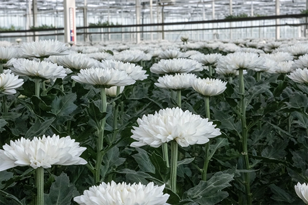 Witte chrysanten bloemen