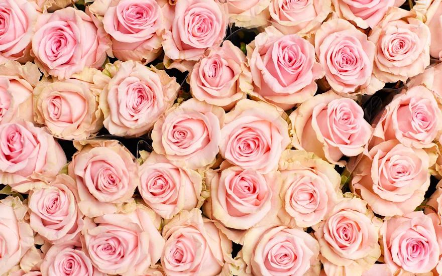 VDP roses light pink