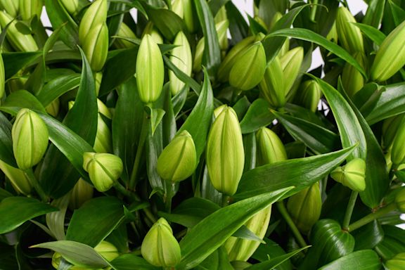 LILY WHITE 3 verkleind