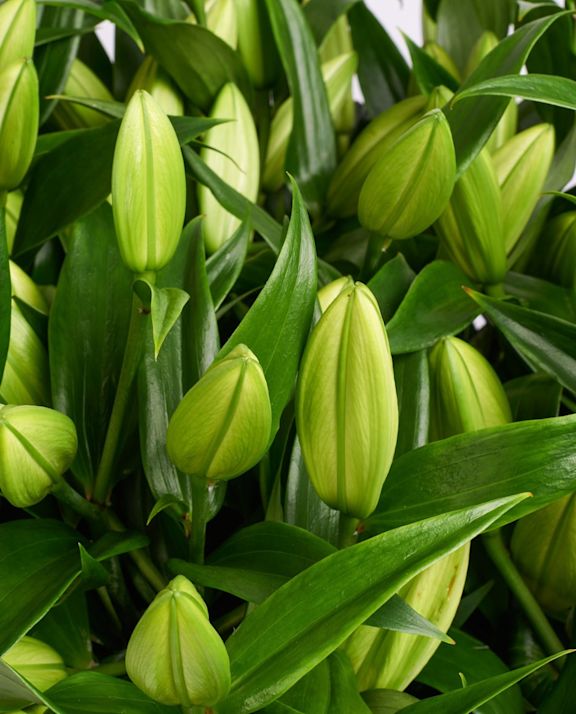 LILY WHITE 3 verkleind