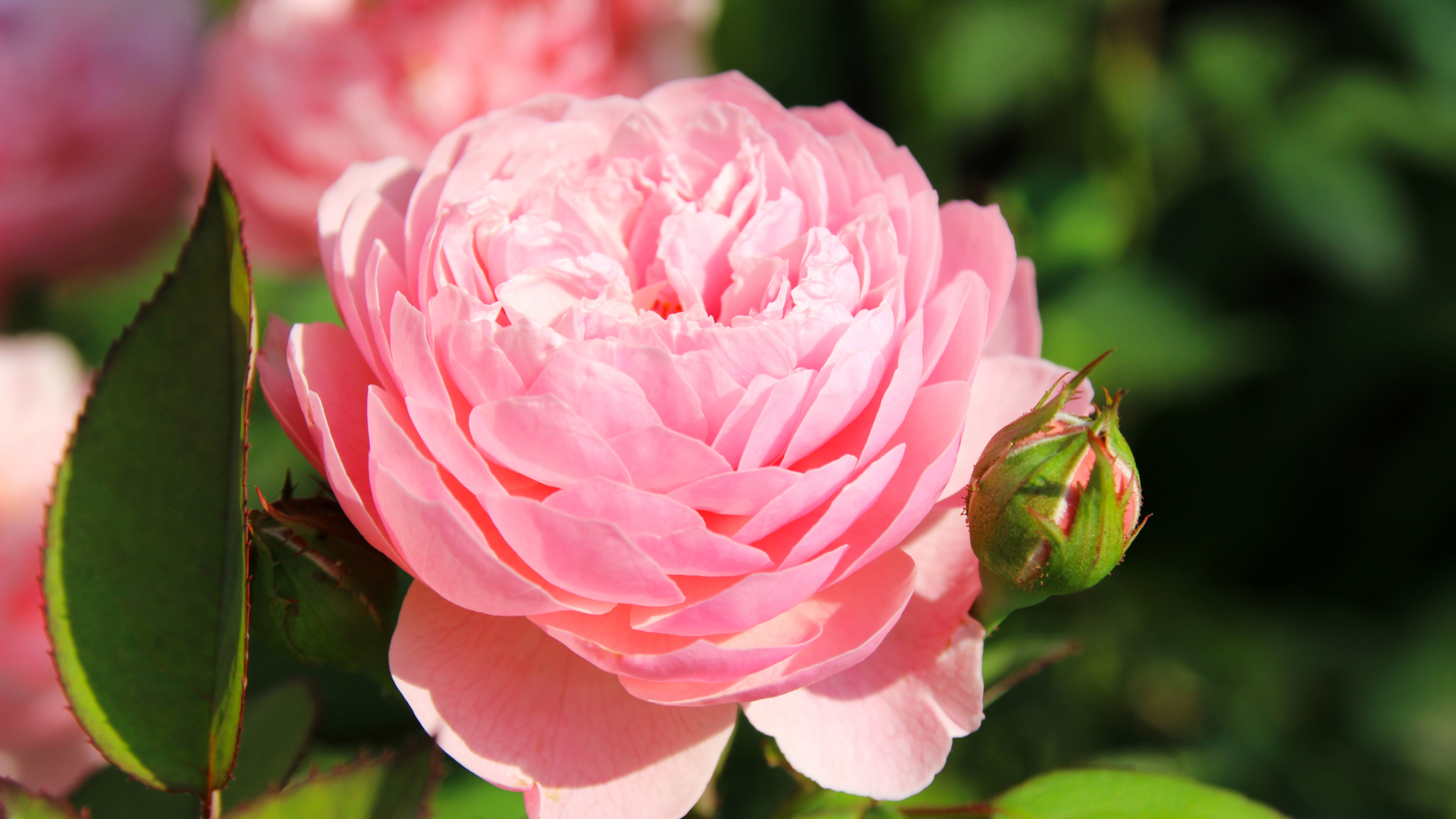 AlnwickGarden Optional