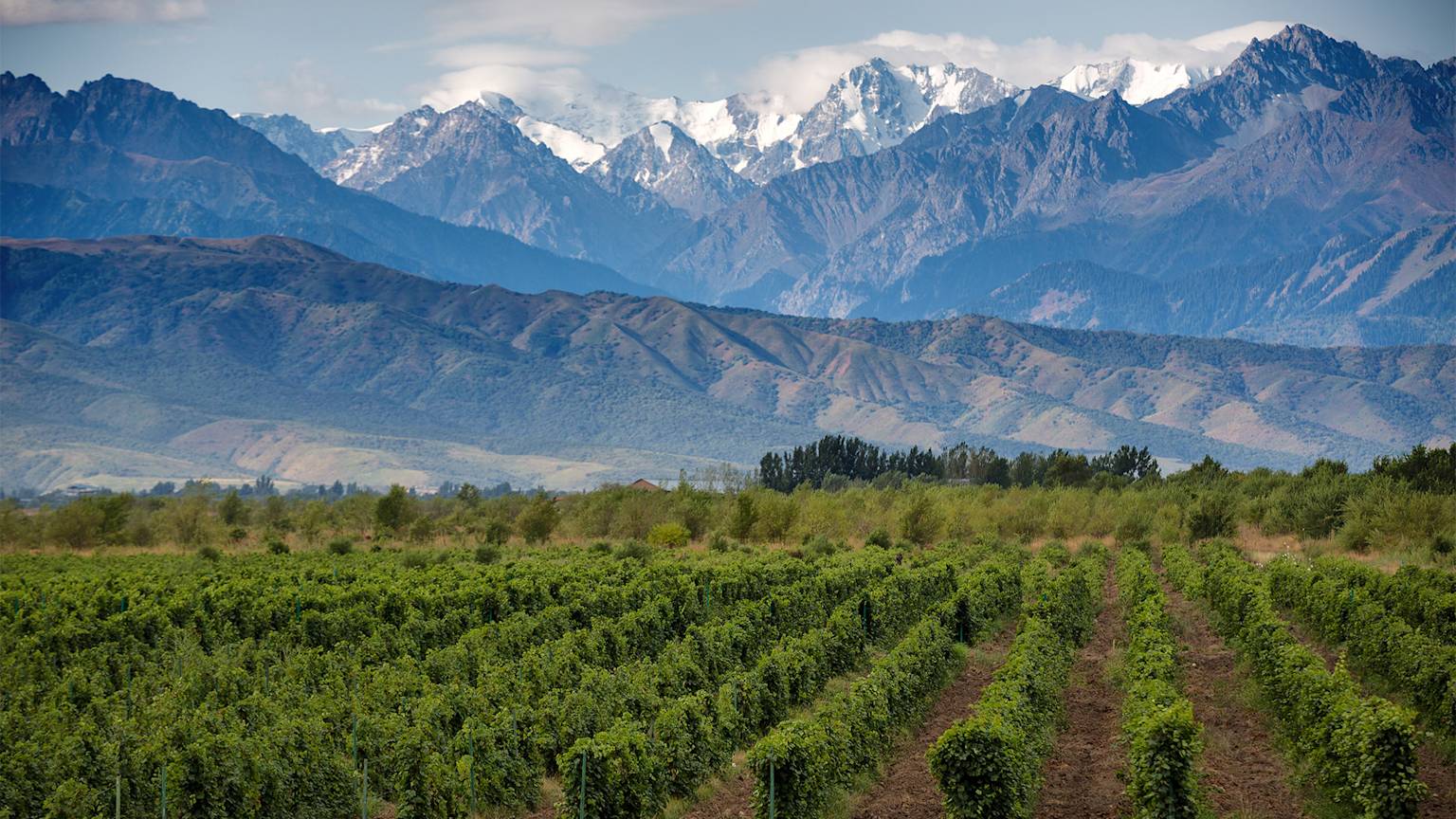 mendoza-argentina-wine-region-vineyards