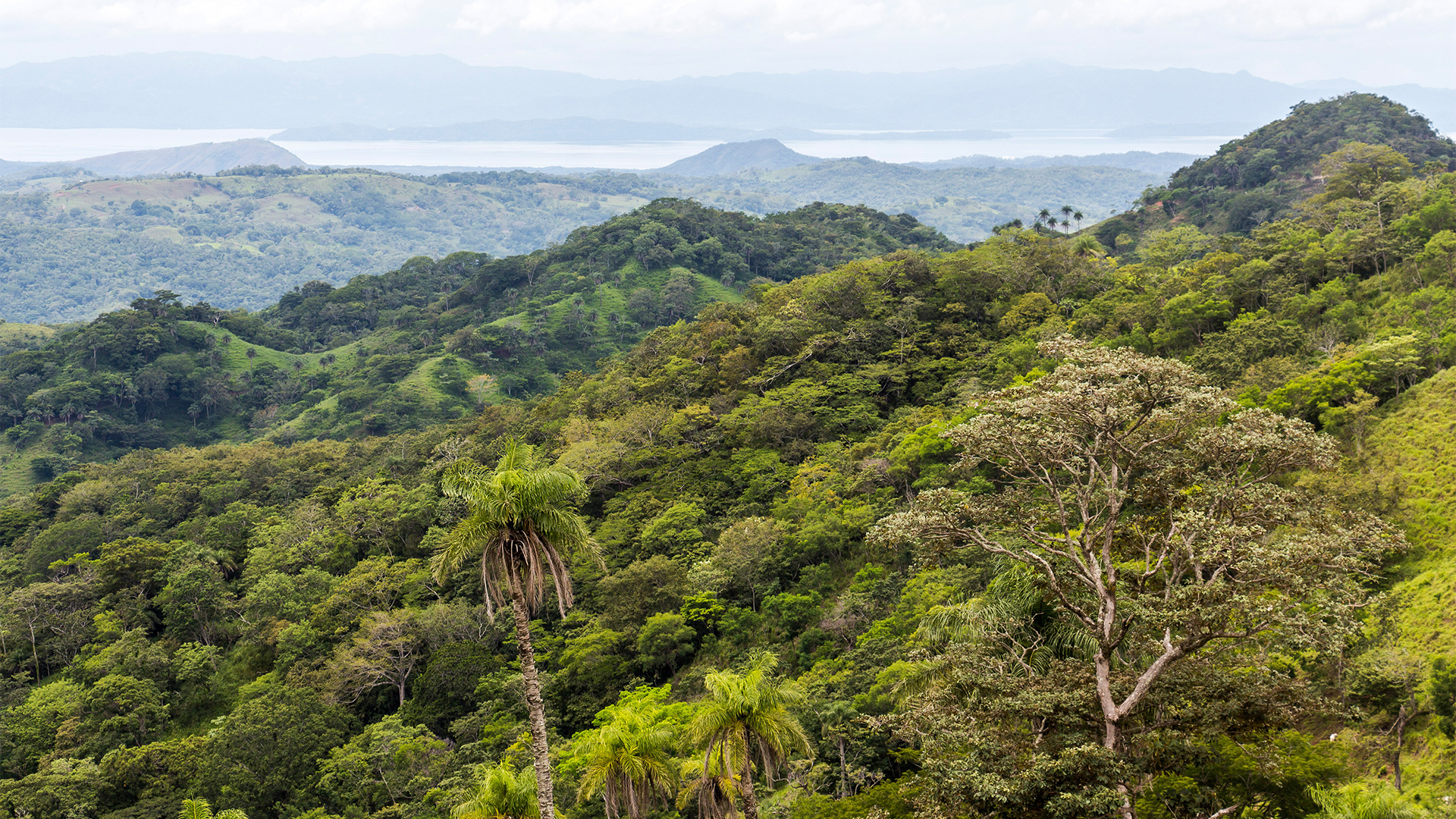 Drive through the Monteverde Cloud Forest