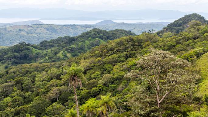 drive-through-the-monteverde-cloud-forest-experience