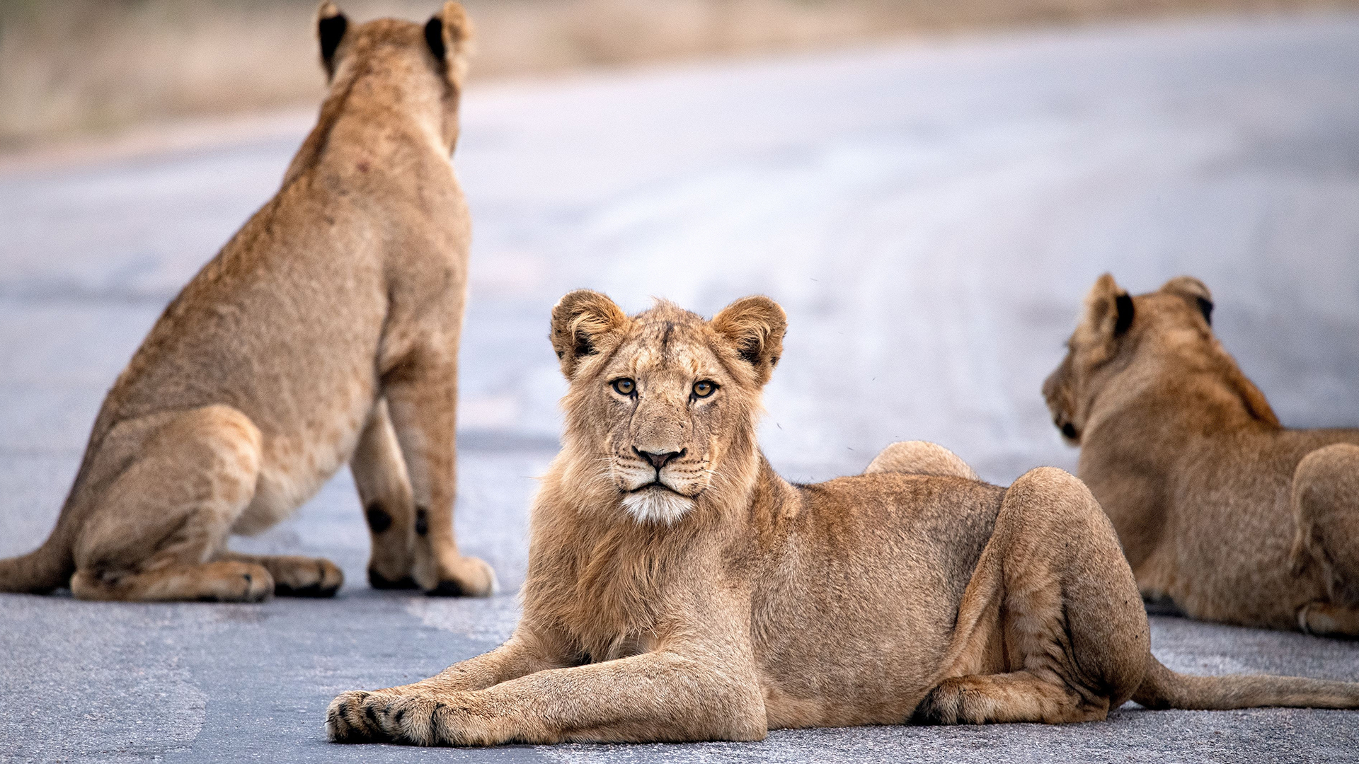 kruger-nation-park-south-africa-lion-swiper-hero-gallery