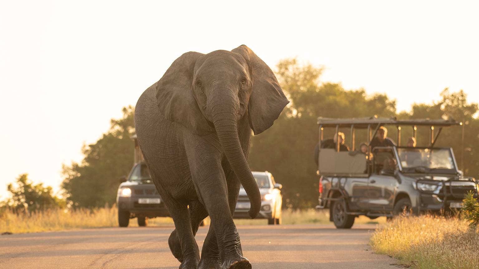 elephant-kruger-nationa-park-south-africa-swiper-hero-gallery