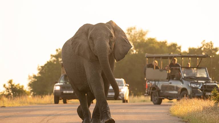 Kruger Safari & the Panorama Route