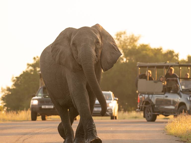 Kruger Safari & the Panorama Route